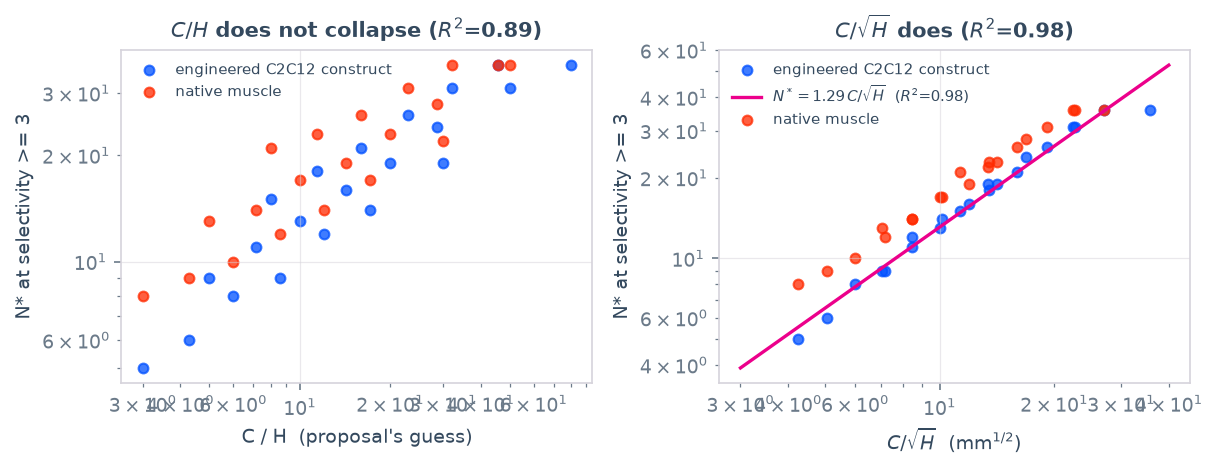 Optical recruitment capacity plotted against circumference divided by thickness and by square-root thickness